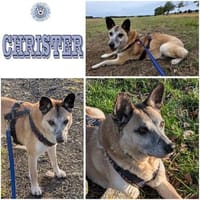 CHRISTER ° menschenbezogen und verschmust, Hund zur Adoption