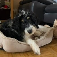 Kayden Mix Rüde 4 Monate alt in 41751 Viersen, Hund zur Adoption