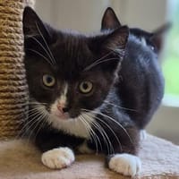 Katzenkind Theo, Kater zur Adoption