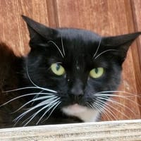 Libelle, Katze zur Adoption