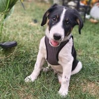 Beagle mix Shaban, Hund zur Adoption