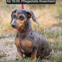 Die kleine bunte Pixel, Hündin zur Adoption