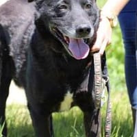 Shamejo - liebenswert u. angenehm, Hund zur Adoption
