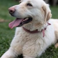 Leia - Verschmuste, liebe Hündin sucht Familie, Hündin zur Adoption