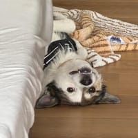 Ari m ~ 2J auf der Suche nach seinem Glück, Hund zur Adoption