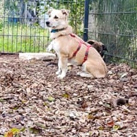 Süße Eyla auf Pflegestelle, Hündin zur Adoption