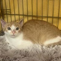 HOFKATZE!, Katze zur Adoption