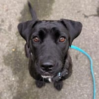 Mika 💗 wartet in 27419 Klein Meckelsen auf deinen Besuch, Hündin zur Adoption
