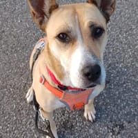 Sowa sucht dringend einen Einzelplatz!, Hündin zur Adoption