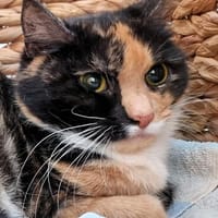 Summer,  ist bereit für ein neues Leben!, Katze zur Adoption