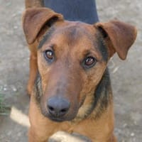 Energiebündel RICO sucht aktive Menschen, Hund zur Adoption