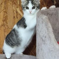 Ronja und Räuber, Kater zur Adoption