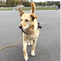 Sensible, zauberhafte, freundliche Ceci sucht, Hündin zur Adoption