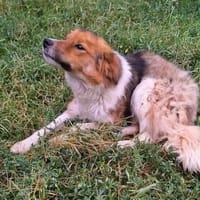 Rico 2,5 Jahre sucht Dich, Hund zur Adoption