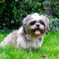 Nick, Hund zur Adoption