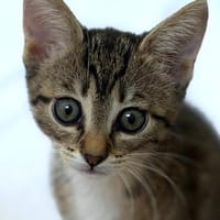 Katzenkind Ember, Katze zur Adoption