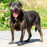 Tanea, Hündin zur Adoption