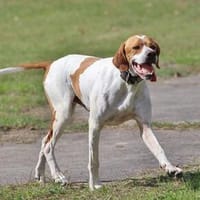 Pointer Chico sucht seine Menschen, Hund zur Adoption