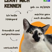 Hildegard, Katze zur Adoption