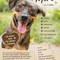 Liebe Sportskanone Namens Nero, Hund zur Adoption