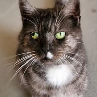 Gini möchte verzaubern, Katze zur Adoption