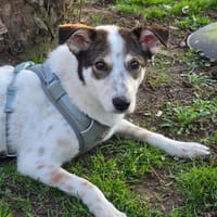 sozialer Rolli-Hund JOSCHI sucht seine Menschen, Hund zur Adoption