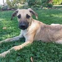 Charly wartet in 97486 Königsberg, Hund zur Adoption