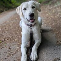 Zweite Chance für junge Hündin gesucht, Hündin zur Adoption