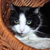Seniorin Musja, Katze zur Adoption