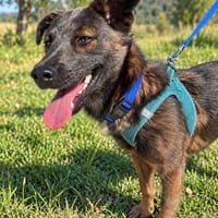 Coco sucht seine Menschen, Hund zur Adoption
