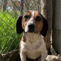 Henna sucht ihre Menschen, Hündin zur Adoption
