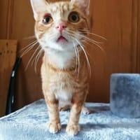 Jakob der Entdecker, Kater zur Adoption