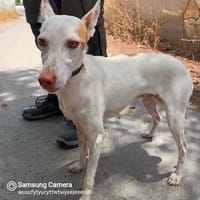 Milka, bewegunsgfreudig, freundlich, offen, Hündin zur Adoption