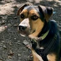 Barco Mix Rüde ca. 1,7 Jahre alt in 04107 Leipzig, Hund zur Adoption