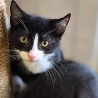 Katzenkind Timon, Kater zur Adoption