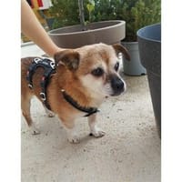Sid - wartet in 93309 Kelheim, Hund zur Adoption