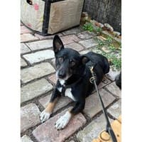 Bonsai - wartet in 14778 Beetzseeheide, Hund zur Adoption