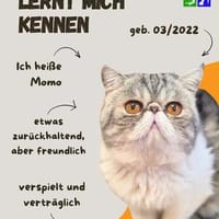 Momo, Kater zur Adoption