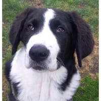 Suki - wartet in 91058 Erlangen, Hündin zur Adoption