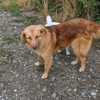 Capuccina 1-2 Jahre, Hündin zur Adoption