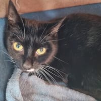 Scarlett sucht ein liebevolles Zuhause!, Katze zur Adoption