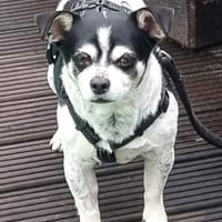 Raton - jetzt Rocky, Hundeopi sucht Zuhause, Hund zur Adoption