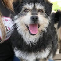 verspielter, sozialer ARRAY sucht seine Menschen, Hund zur Adoption