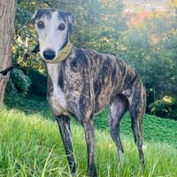 Maggie, sanft, menschenbezogen, sozial, Hündin zur Adoption