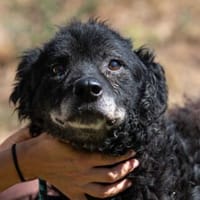 Dieter, Hund zur Adoption