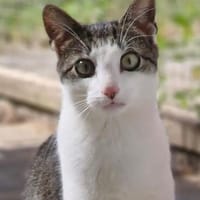 Kleiner Donner, Kater zur Adoption
