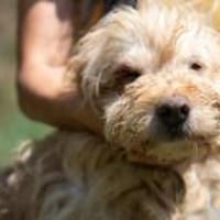 Kalahari, Hund zur Adoption