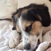 Pepi - darf ich Dein Schatten sein?, Hündin zur Adoption