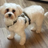 Amalka° 66740 Saarlouis, Hündin zur Adoption