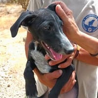 Bran, verspielt, neugierig, agil, Hund zur Adoption